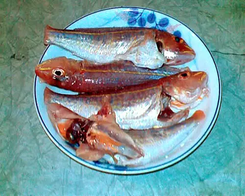 오뎅 1등공신 '100원 생선' 정체 오뎅 1등공신 '100원 생선' 정체