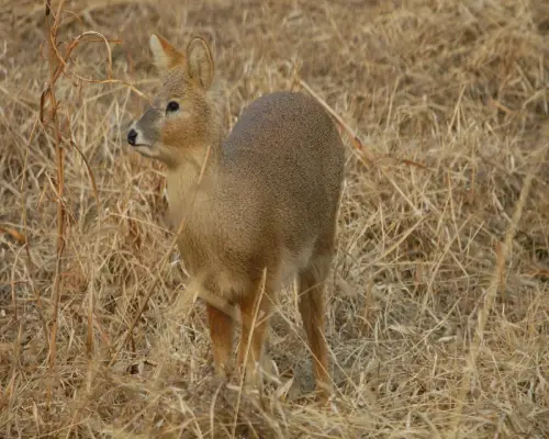고라니가 아스팔트 핥는 이유 고라니가 아스팔트 핥는 이유